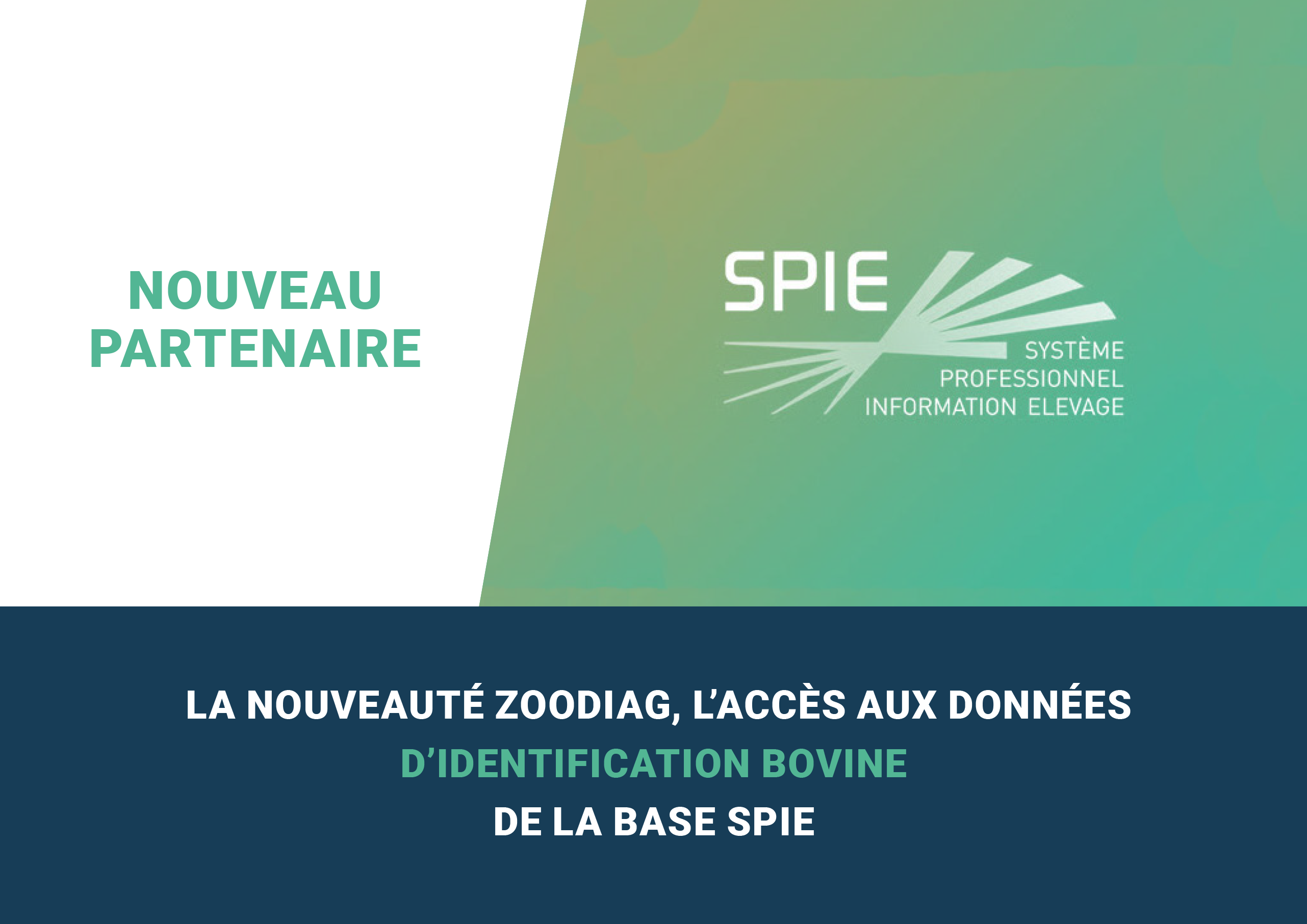 Le partenariat EMPOVET - SPIE permet aux utilisateurs de l'application ZOODIAG d'accéder aux inventaires actualisés de leurs éleveurs